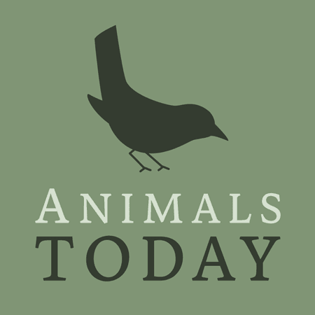 Animals Today
